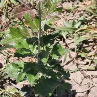 فروش زمین کشاورزی|اجارهٔ دفتر صنعتی، کشاورزی، تجاری|میاندوآب, |دیوار