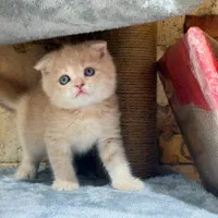اسکاتیش پسر