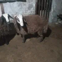 بره نر ارگانیک|حیوانات مزرعه|تنکمان, |دیوار