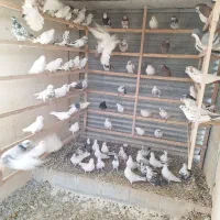 کبوتر اصیل ایرانی