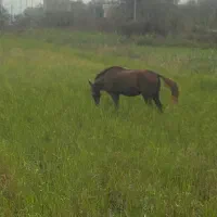 اسب نر چمخاله