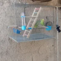 دوتا مرغ عشق سرحال