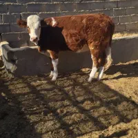 گوساله سیمینتال|حیوانات مزرعه|طبس, |دیوار