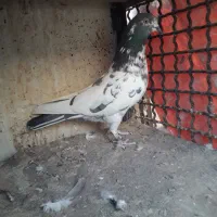 کفتر پرشی غریبگیری