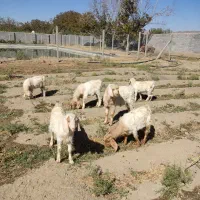 فروش ۶ راس بزغاله نر