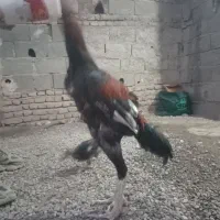 خروس لاری|حیوانات مزرعه|سنگدوین, |دیوار