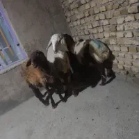 شیشک و بره نر|حیوانات مزرعه|ملایر, |دیوار