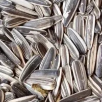 تخمه سنقری خام