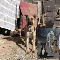 سگ ماده۷ماهه