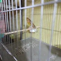 قناری ماده|پرنده|کرمان, |دیوار