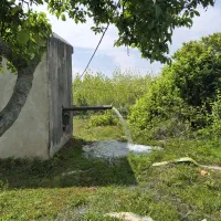 بیجار سنتی/شالیزار/زمین کشاورزی/ نسق/ رشت به فومن