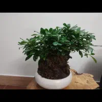 بونسای ژاپنی طبیعی|گل و گیاه طبیعی|فلاورجان, |دیوار