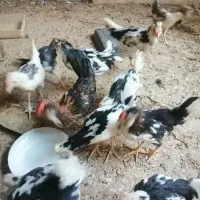 ۴۵تا گلین فول تاج لری ارزان|حیوانات مزرعه|یزد, |دیوار