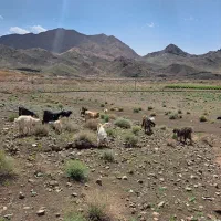 بز با بزغاله بز بدون بزغاله