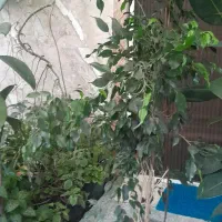 گل وگیاه بنجامین و پتوس و خورشیدی و غ