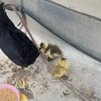 فروش مرغ و خروس|حیوانات مزرعه|بندر ماهشهر, |دیوار