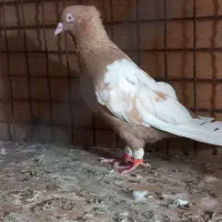 سینه زرد نر|پرنده|اهواز, آریاشهر|دیوار