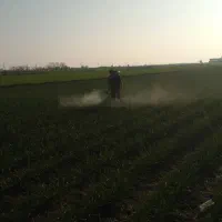 سمپاشی و گوگرد پاشی