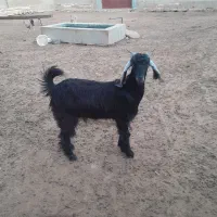 کهره ماده چاع|حیوانات مزرعه|شیبکوه (فارس), |دیوار