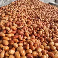 سنجد تازه امساله