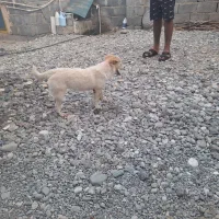 سگ پامر|سگ|میناب, |دیوار
