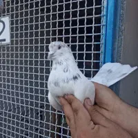 کبوتر شمرون