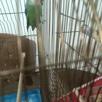 .طوطی برزیلی