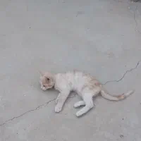 واگذاری بچه گربه