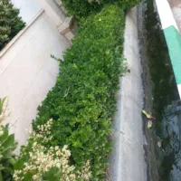 خدمات باغبانی و گلکاری|خدمات باغبانی و درختکاری|تهران, فردوسی|دیوار