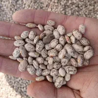 لوبیا کشت امسال