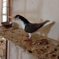 چندتاکفترشهرستانی شرط دوروزرنگ|پرنده|شوشتر, |دیوار