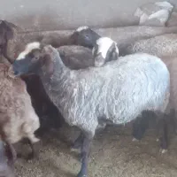 میش شیره دارجوان