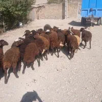 بره نر و ماده داشتی|حیوانات مزرعه|زالیان, |دیوار