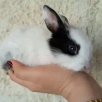 بچه خرگوش