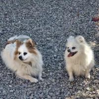 پامر خرسی عروسکی روباهی پامرانین|سگ|شهرضا, |دیوار