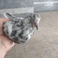 کفتر ماده سوسکی