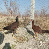 لاری|حیوانات مزرعه|سلماس, |دیوار