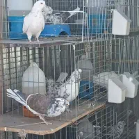 ملقی وگوک وچند عدد جفت کن|پرنده|بافت, |دیوار