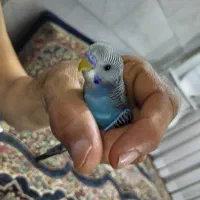 مرغ عشق|پرنده|مشهد, کارگران|دیوار