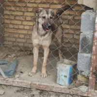 توله ماده 8ماهه