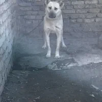 توله لاس روانی