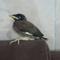 مینا