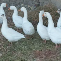 یه جفت قوغاز|حیوانات مزرعه|بروجرد, |دیوار