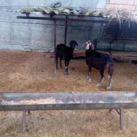 ۲راس گوسفند جنس