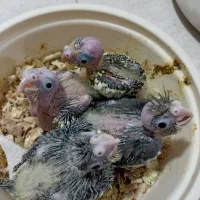 جوجه عروس هلندی سرلاکی