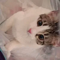 واگذاری گربه