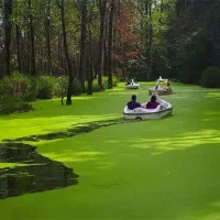 تورنیم روزه