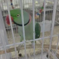 شاه طوطی نر سخنگو دستی|پرنده|قم, زنبیل آباد|دیوار