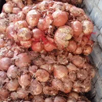 پیاز|خوردنی و آشامیدنی|هلالی, |دیوار