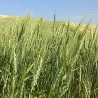 فروش ۲ هکتارزمین کشاورزی دیم|فروش دفتر صنعتی، کشاورزی، تجاری|نهاوند, |دیوار